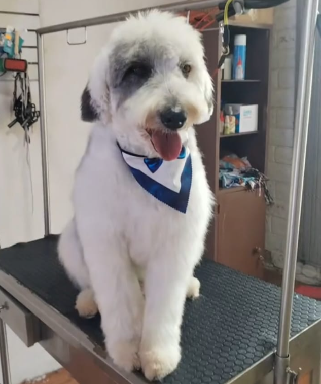 perro post peluqueria